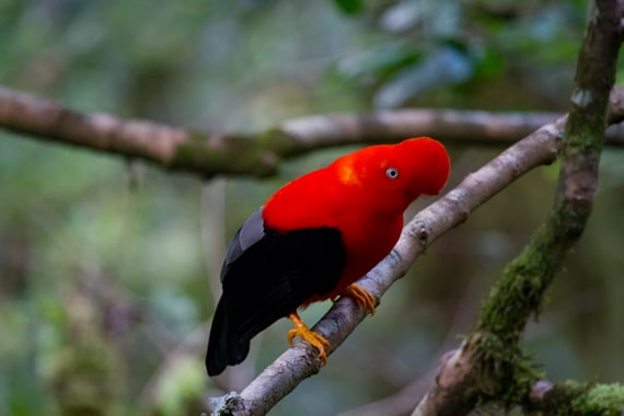 Andean cock-of-the-rock