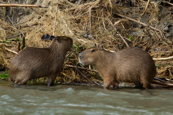 Capybaras