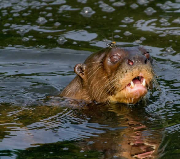 7 Day Tour to the Reserved Zone of Manu National Park