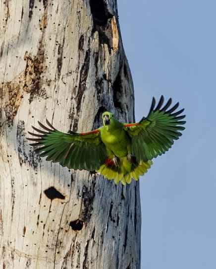 Amazon Parrot