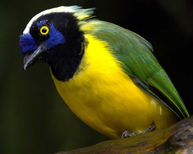 Green Jay