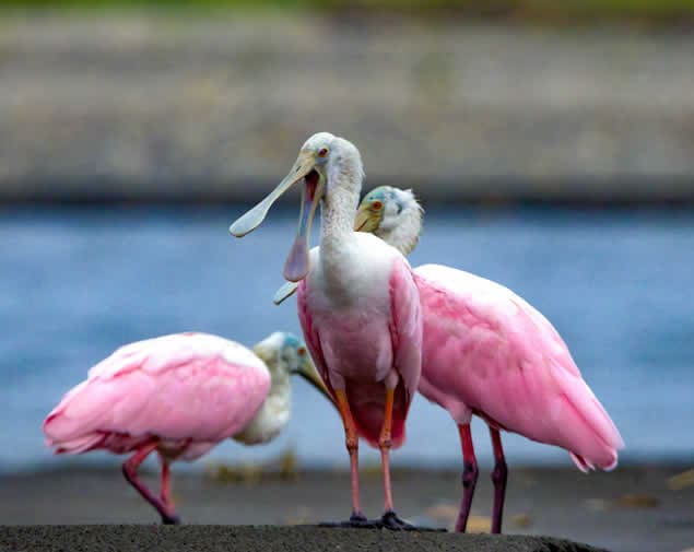 Roseate spoonbill