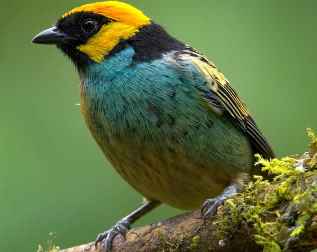 Saffron-crowned tanager