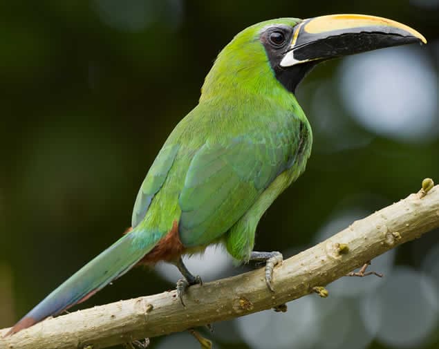 Southern emerald toucanet