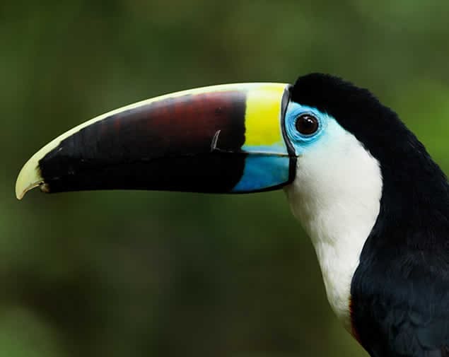 White-throated toucan