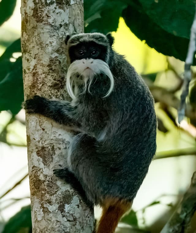 Emperor Tamarin