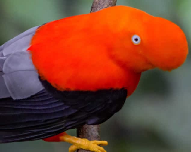 Andean cock-of-the-rock