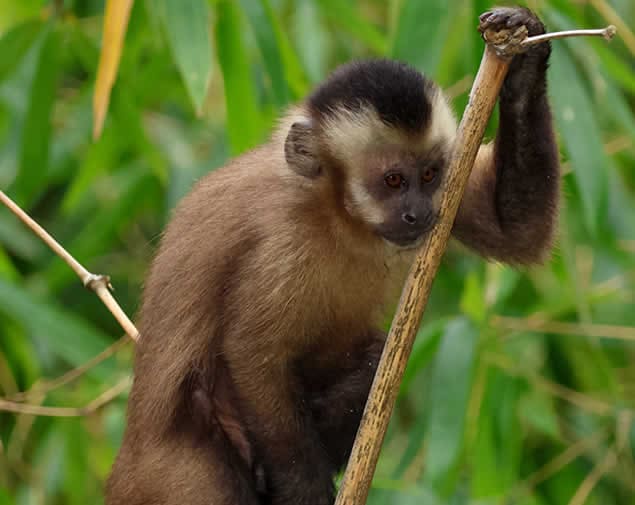 Brown Capuchin