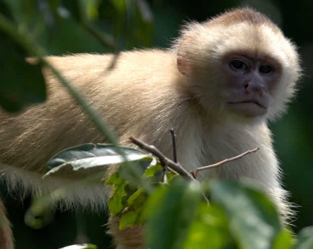 Capuchin Monkey