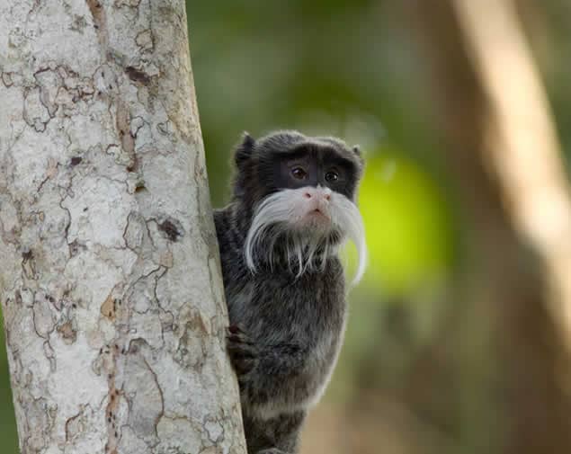 Emperor Tamarin