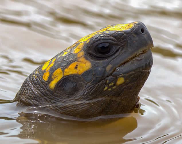 Yellow-footed tortoise