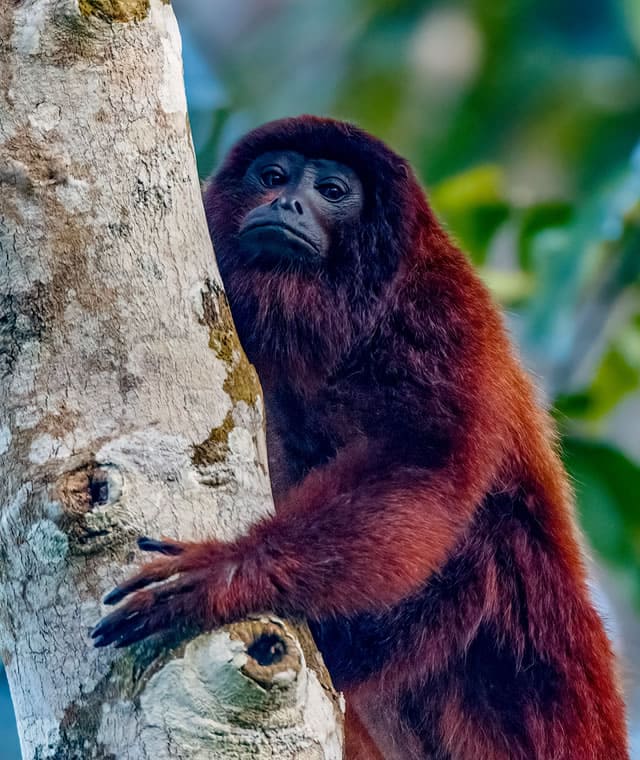 Red Howler Monkey