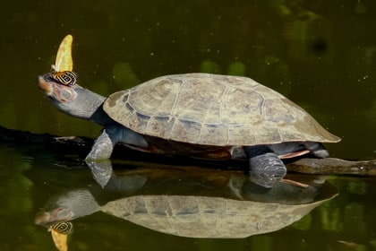 Yellow-spotted river turtle