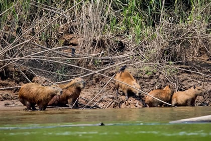 Capybaras