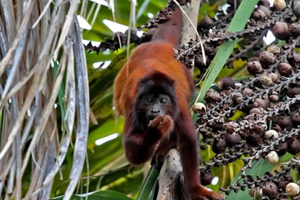 Red Howler Monkey