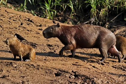 Capybara