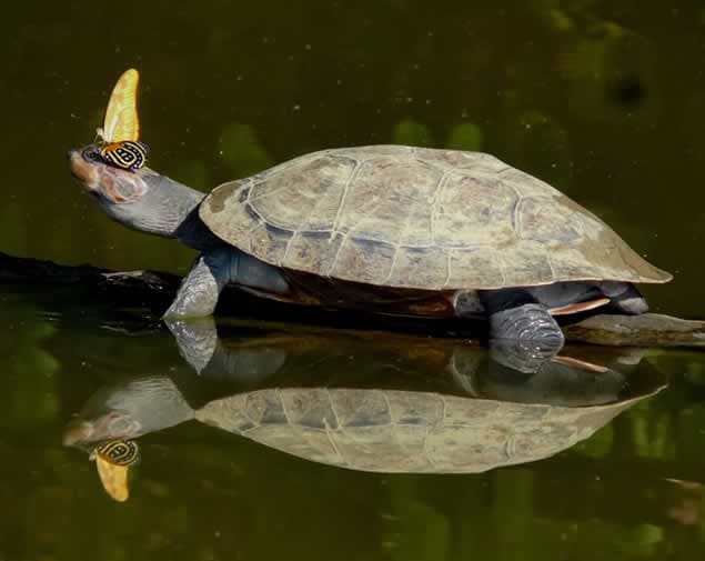 Yellow-spotted river turtle