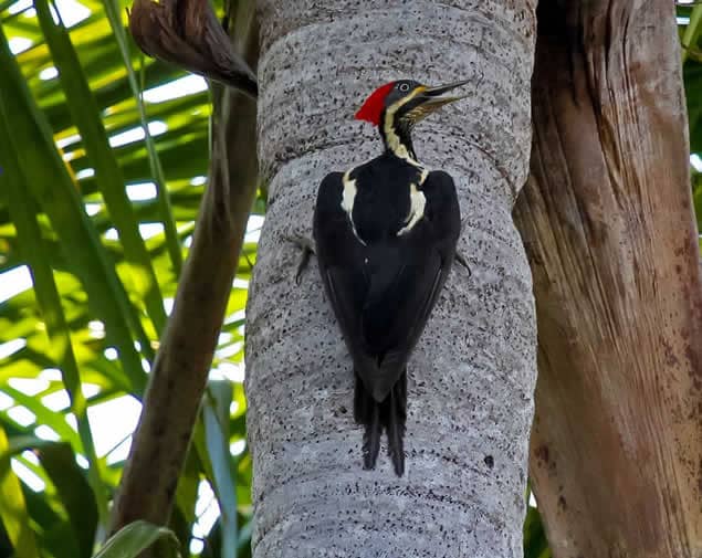 lineated woodpecker