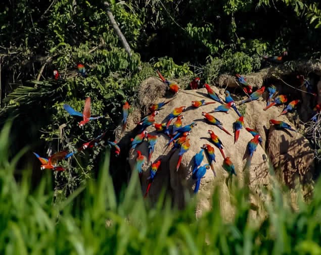 Macaw Clay Lick