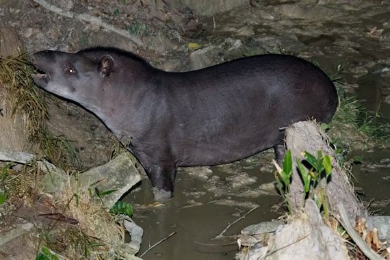 Tapir Clay Lick